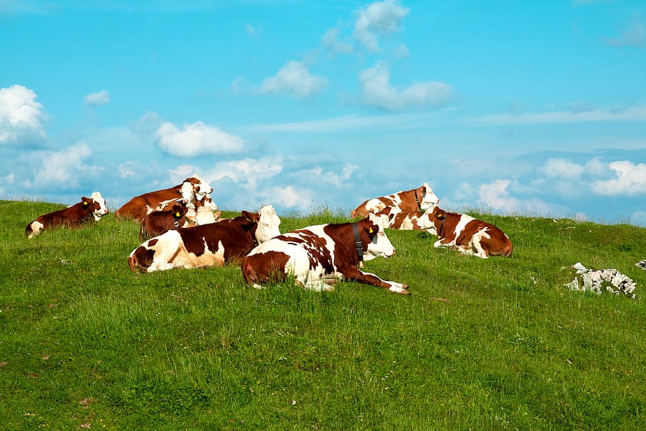 team of brown-and-white cattle on green grass field during daytime HD wallpaper