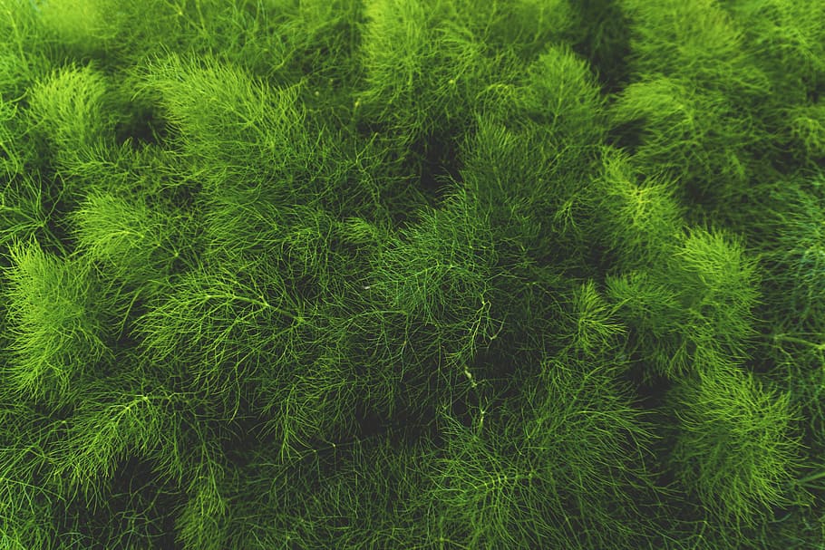 close-up, green, leaves, macro, pine tree, green color, growth HD wallpaper