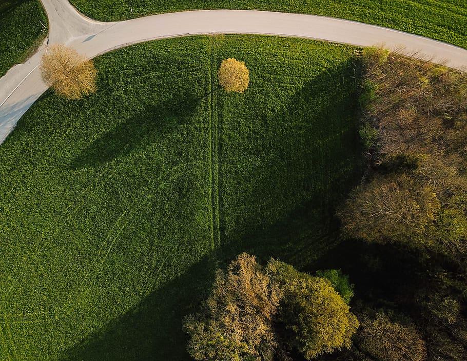 nature, garden, green color, plant, grass, growth, field, no people HD wallpaper