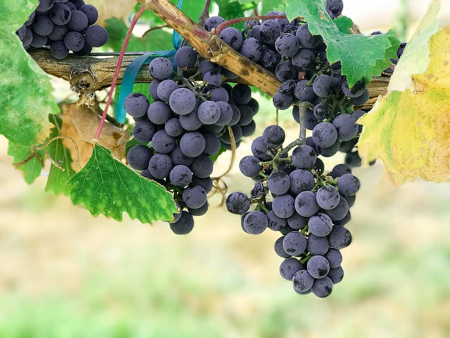 blueberry and green leafed plant, purple grapes fruits, vine HD wallpaper