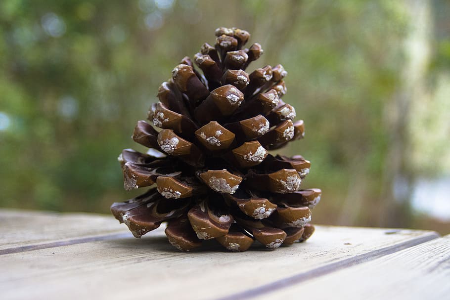 pine cones, tap, nature, decoration, tree, pinus, brown, mediterranean HD wallpaper