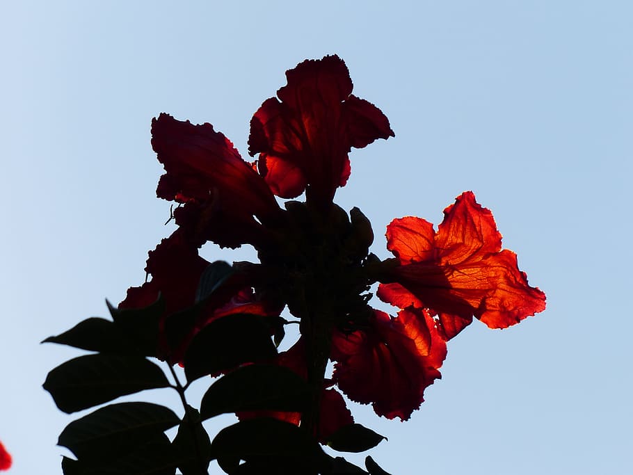 Flowers, Tulip Tree, red, bright, african tulpenbaum, spathodea campanulata HD wallpaper