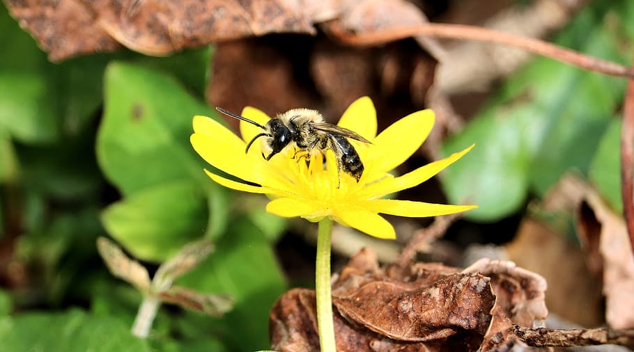 wasp, bee, insect, yellow, flower, nature, pollen, spring, blossom HD wallpaper