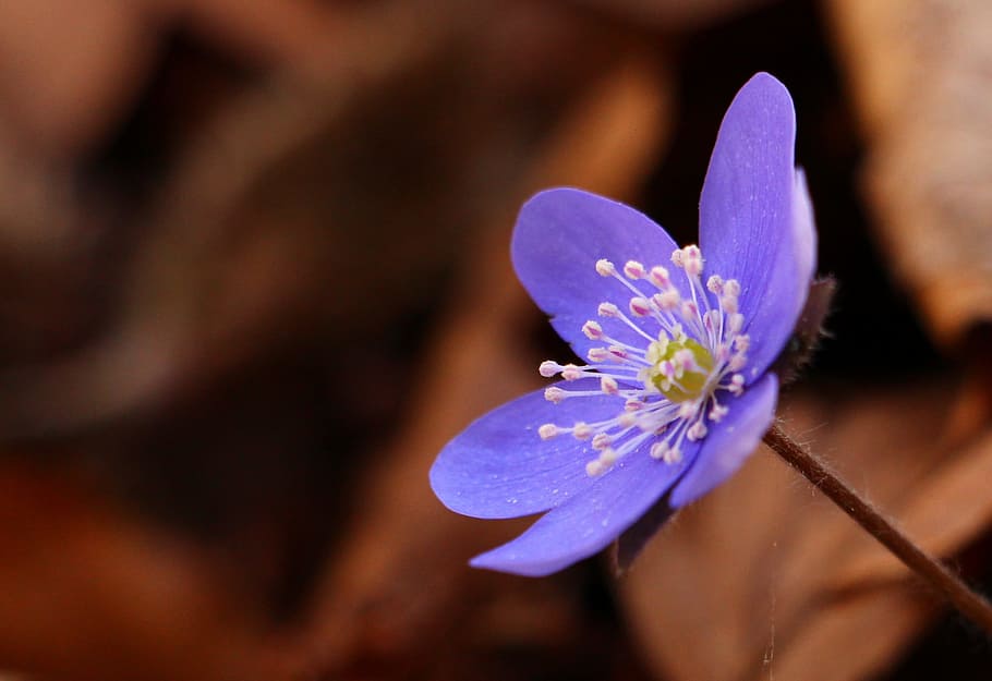 selective focus photography of purple hepatica flower, liverleaf