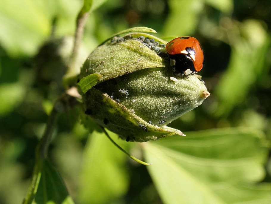 ladybug, insect, spring, plant, invertebrate, animal wildlife HD wallpaper