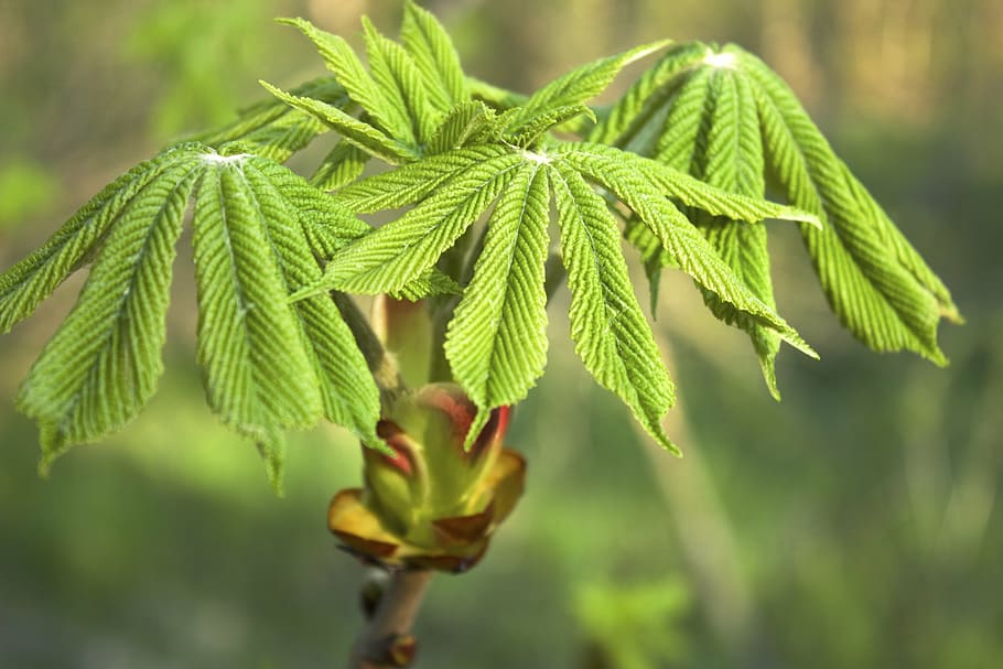 leaves, spring, bud, green, branch, plant, leaf, nature, tree HD wallpaper