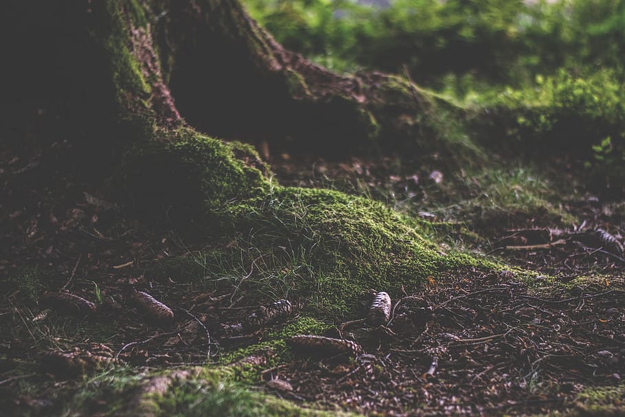 brown worms on green grassland, forest, forest floor, humus HD wallpaper