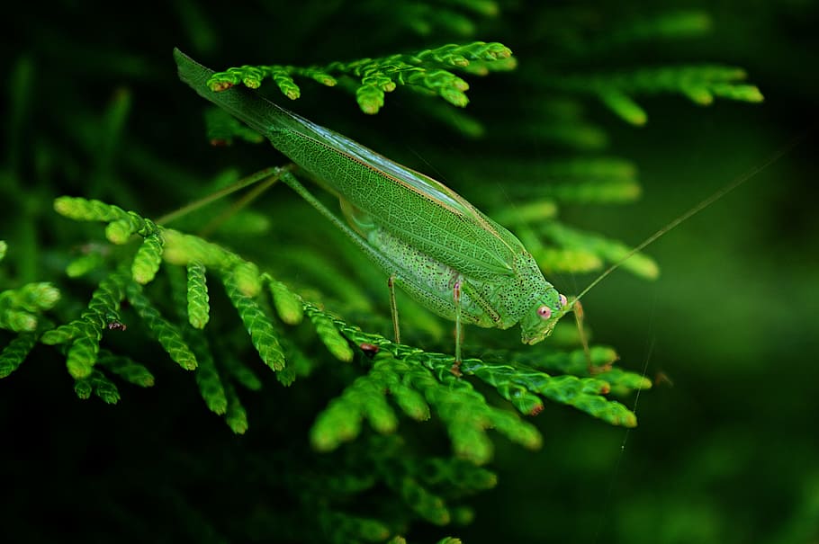 mantis, insect, beetle, nature, macro, green leaves, arthropod HD wallpaper