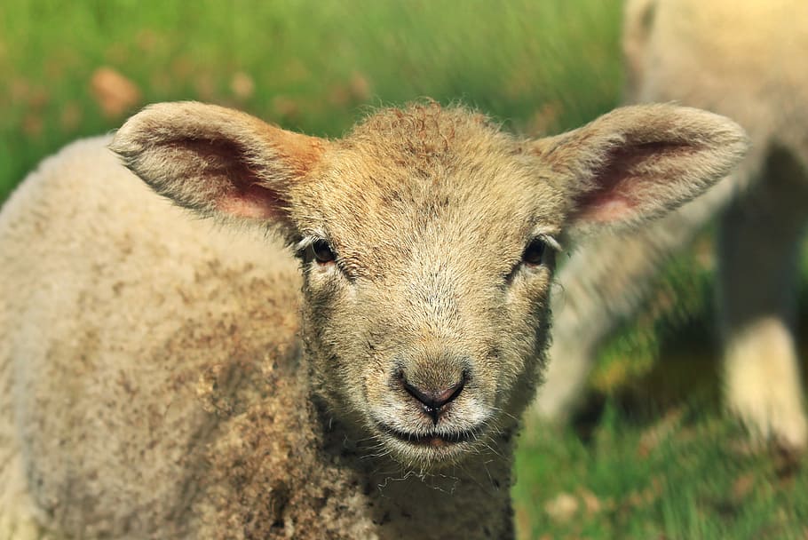 lamb, sheep, animal, schäfchen, cute, animal world, passover, HD wallpaper