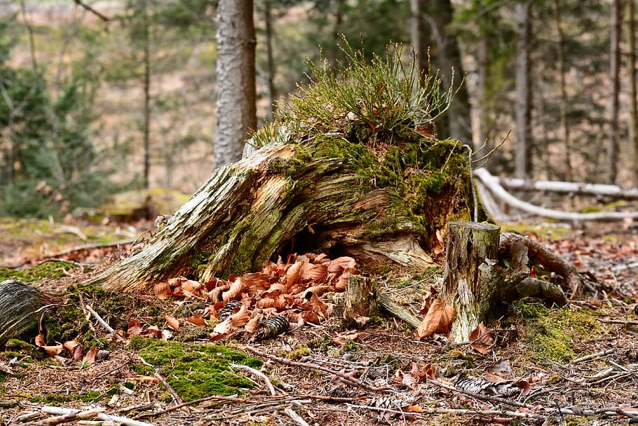 root, autumn, nature, forest, log, tree root, tree stump, mystical HD wallpaper