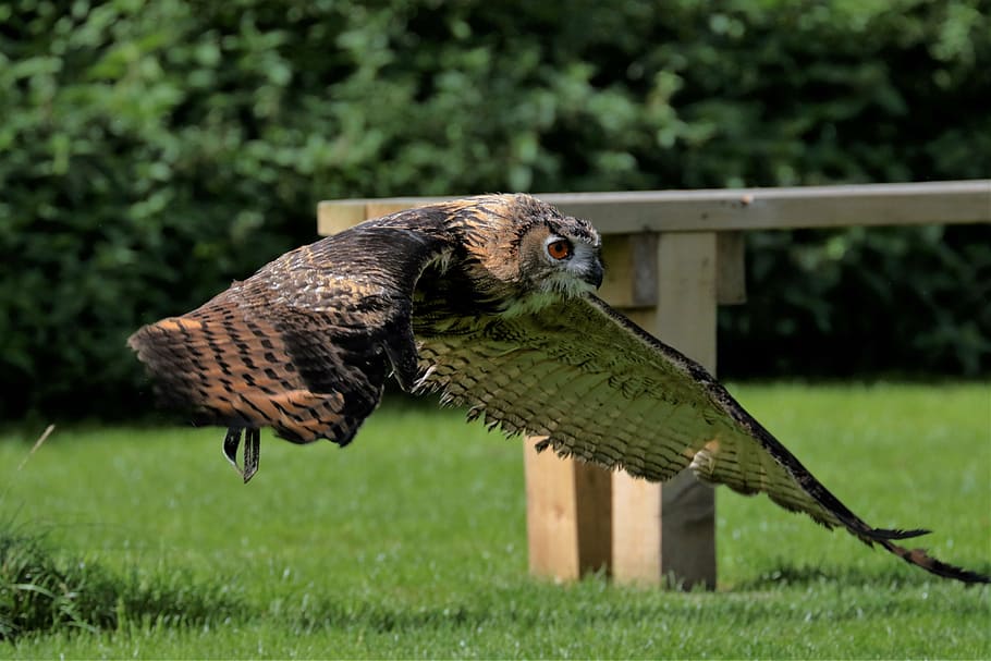 flying brown owl, eagle owl, bird, animal, wildlife, nature, predator, HD wallpaper