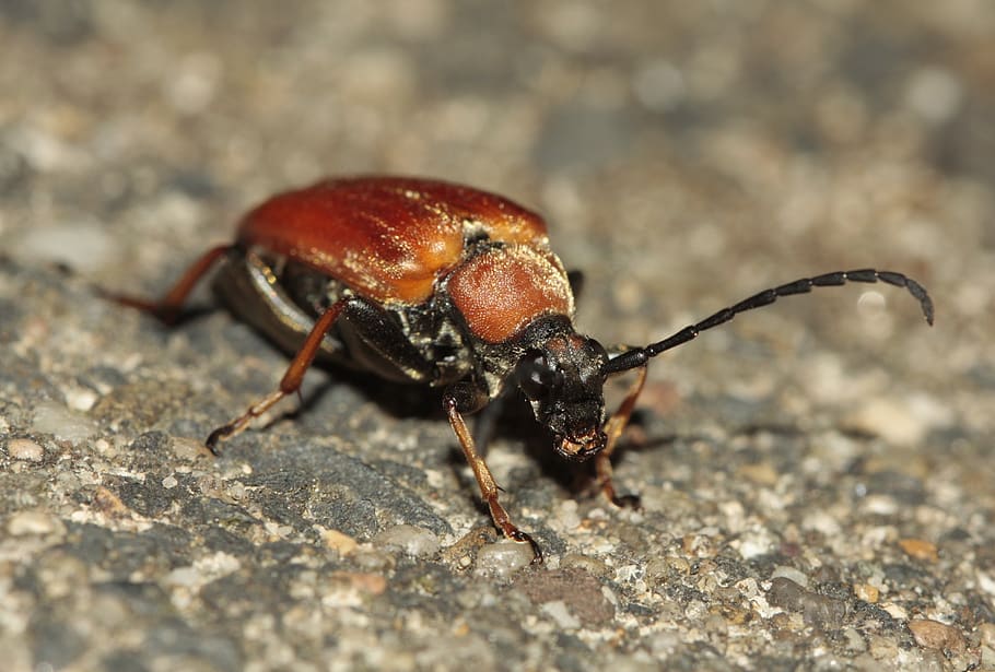 beetle, probe, insect, nature, crawl, close up, macro, iridescent HD wallpaper