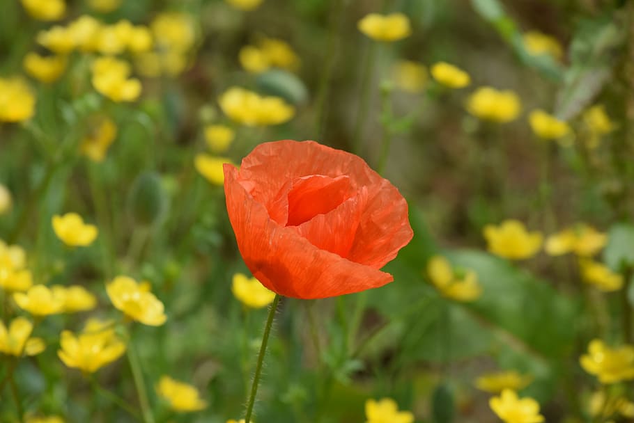 Poppy, Spring, Yellow, Nature, red, flower, bloom, flowers HD wallpaper