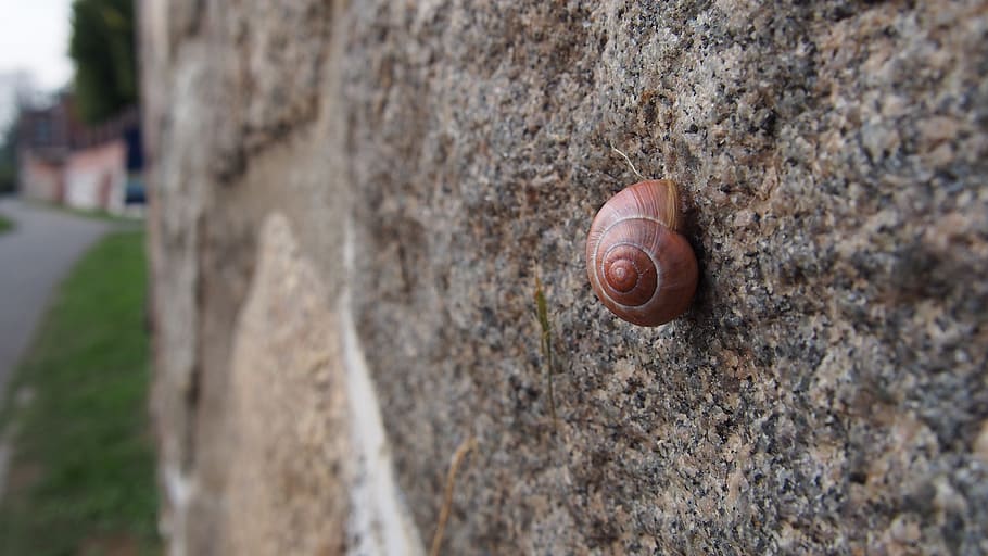 wall, snail, nature, shell, close-up, day, textured, focus on foreground HD wallpaper