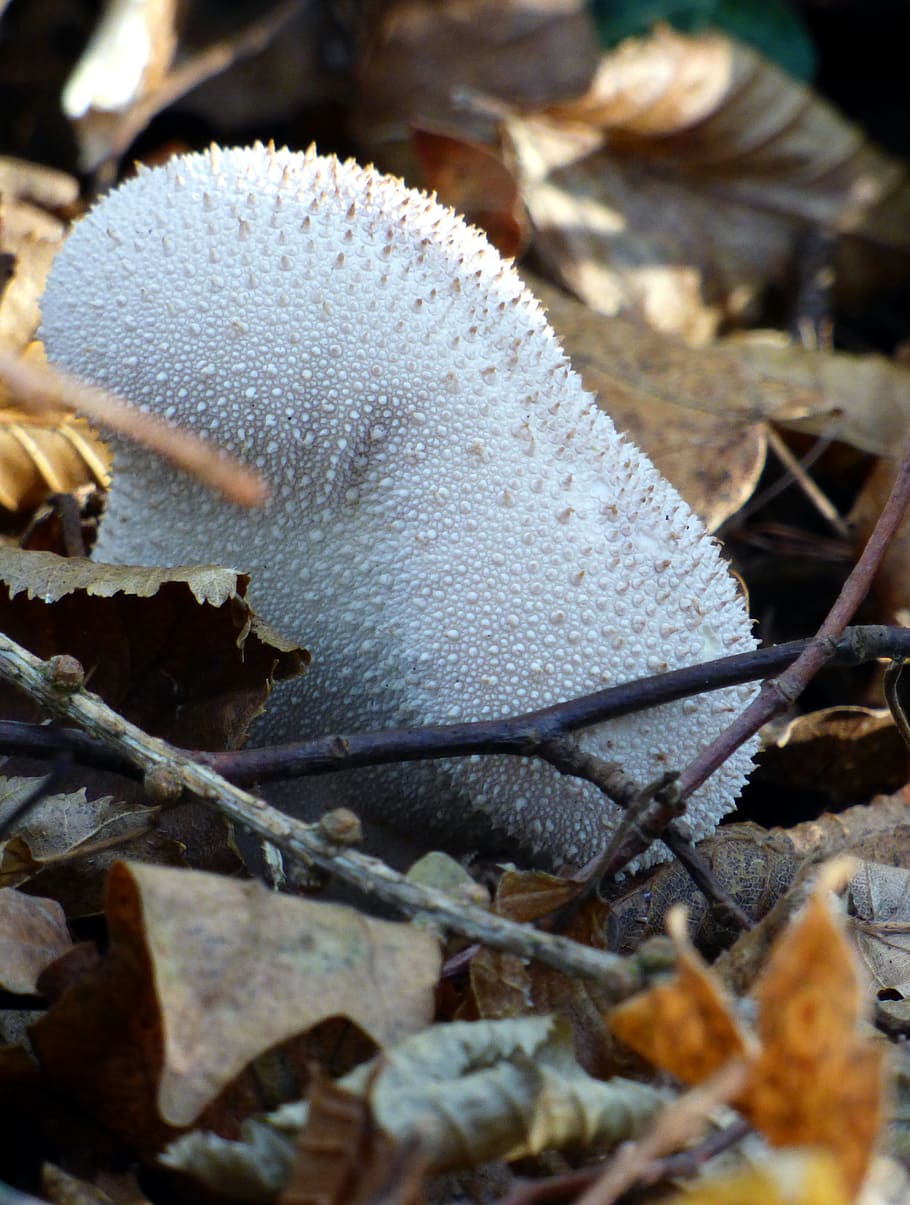 fungus, fall, white, leaves, nature, forest, wood, soil, close-up HD wallpaper