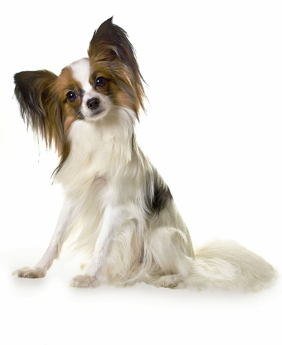 Papillon Dog 1080p 2k 4k 5k Hd Wallpapers Free Download Wallpaper Flare