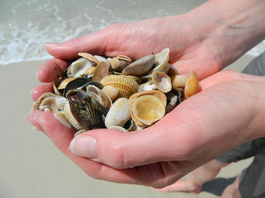 sea shells, hands, beach, summer, ocean, nature, souvenir, vacation HD wallpaper