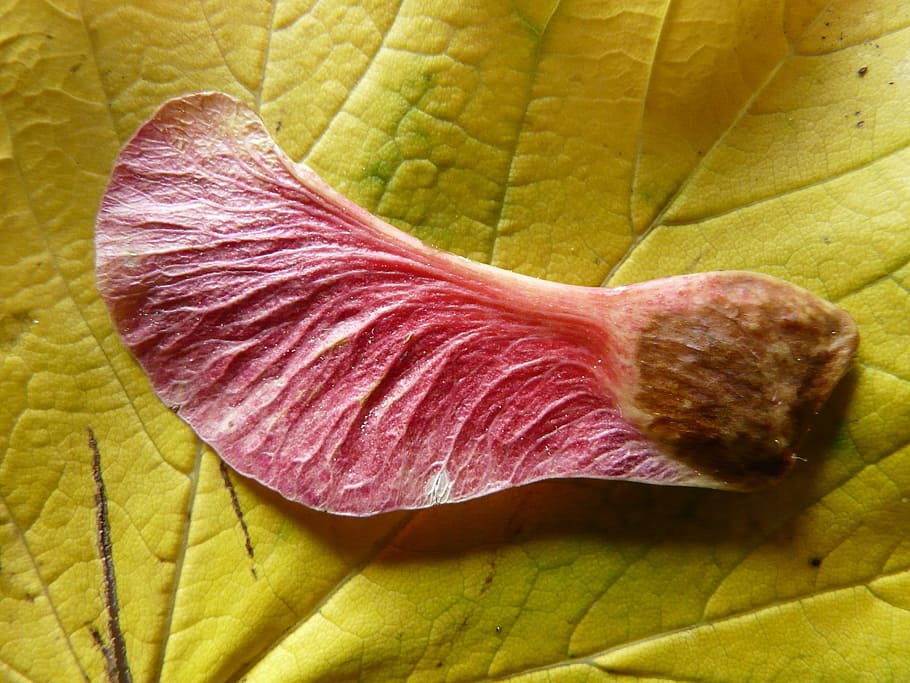 Winged, Maple, Fruit, winged ahornfrucht, maple fruit, maple leaf, HD wallpaper