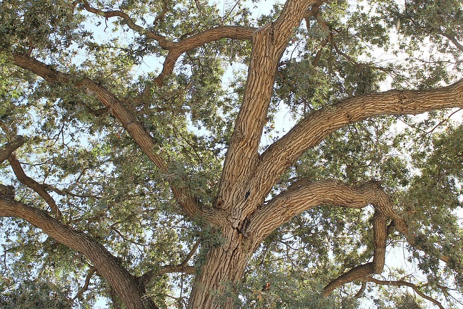 oak tree, branches, leaves, nature, leaf, green, wood, summer HD wallpaper