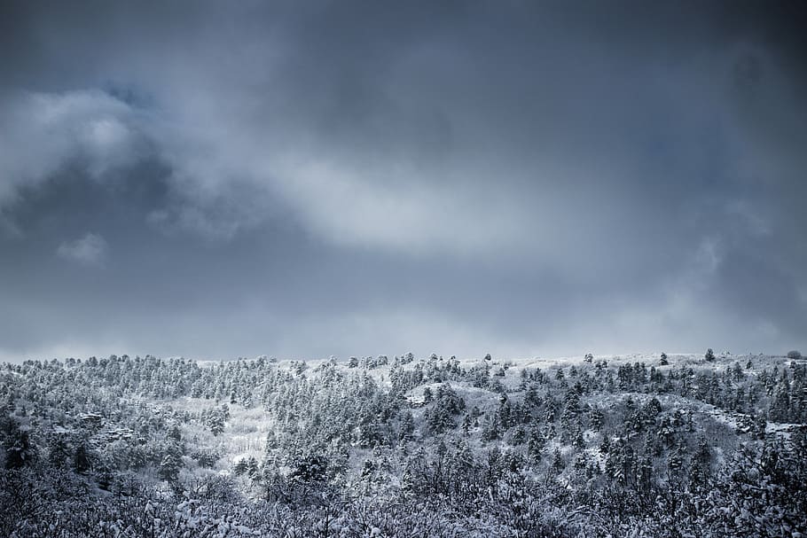 trees covered with snow, grayscale photo of forest, cloud, winter HD wallpaper