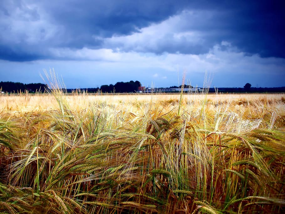Grain, Hurricane, Threat, Thunder Cloud, zomerbui, august, arable land HD wallpaper