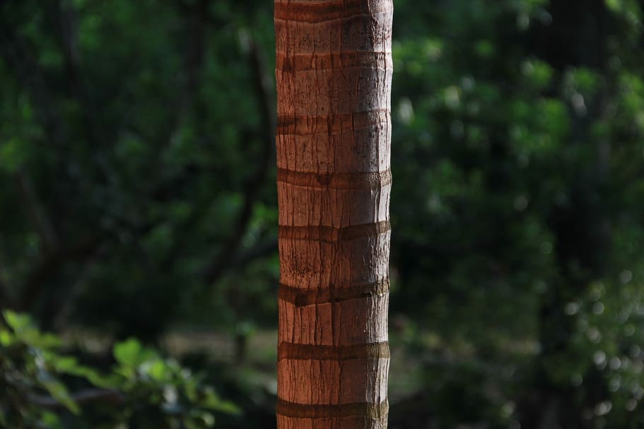 close-up photo brown tree, brown coconut tree during daytime HD wallpaper