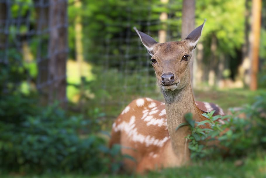 Roe Deer, Lying, Forest, Animal, Nature, zoo, meadow, close HD wallpaper