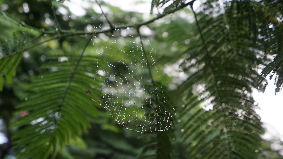 spider, canvas, macro, nature, insect, trap, dew, forest, branch HD wallpaper