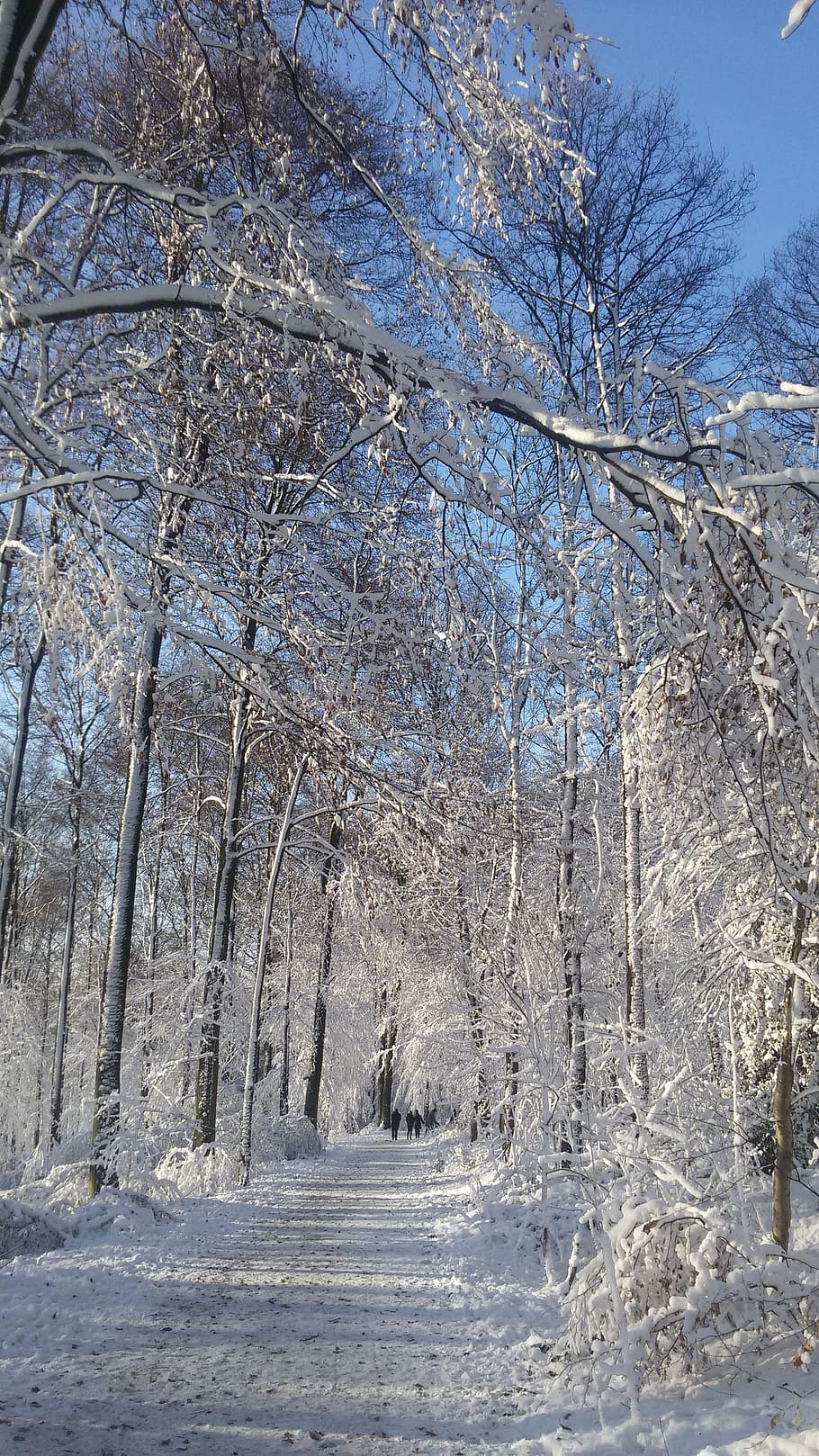 Winter, Snow, Cold, Forest, Nature, winter forest, snowy, tree HD wallpaper