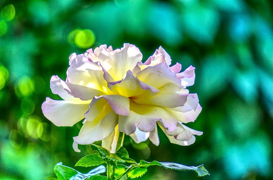rose, blossom, bloom, colorful, yellow, purple, hdr, high dynamic range HD wallpaper