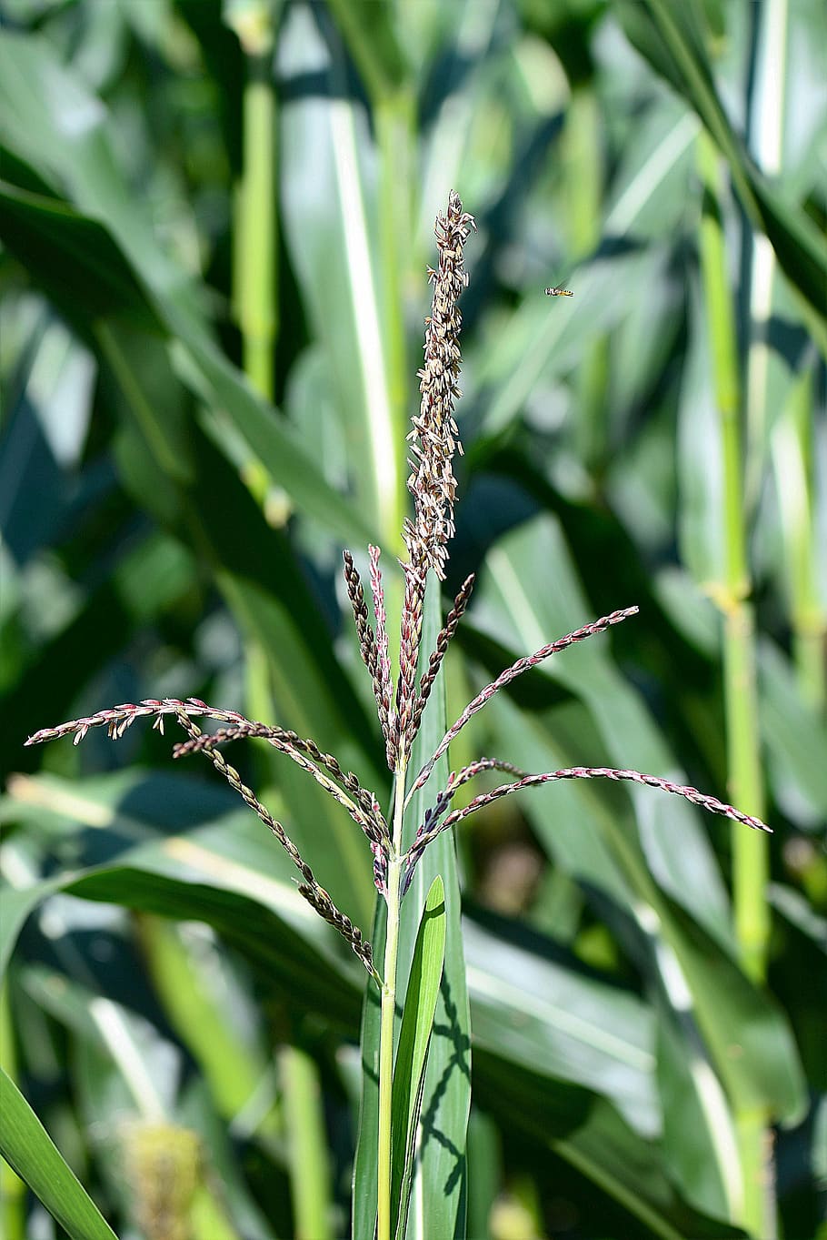 corn, stengel, flag, seeds, plant, growth, beauty in nature, HD wallpaper