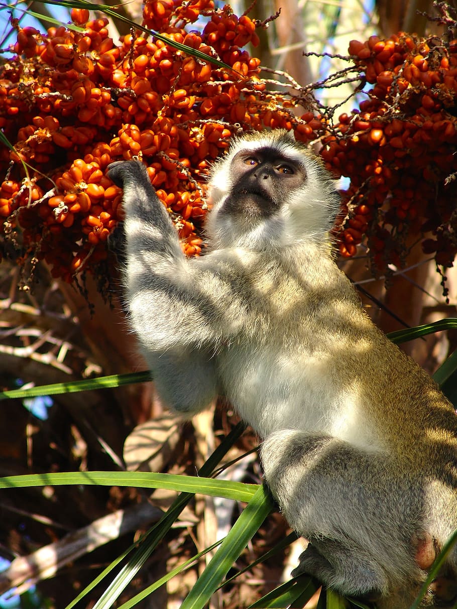 Monkey, Africa, Kenya, makake, one animal, tree, fruit, animal wildlife, HD wallpaper