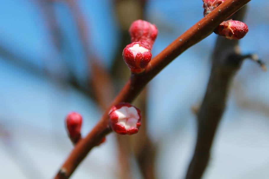 tree, flower, blossom, brach, spring, fruit, food, close-up HD wallpaper