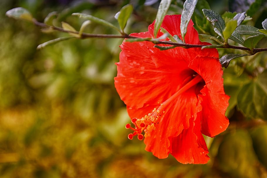 hibiscus, red, flower, nature, plant, floral, leaf, tropical, HD wallpaper
