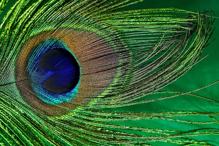 brown, blue, and green peacock feather, macro, bird, close HD wallpaper