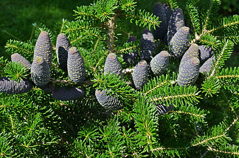tree, cones, needles, iglak, pine cone, plant, nature, sprig HD wallpaper