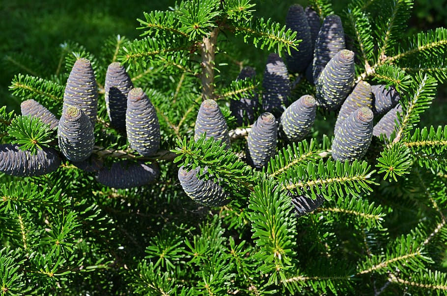 tree, cones, needles, iglak, pine cone, plant, nature, sprig HD wallpaper
