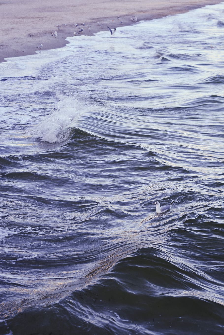 closeup photography of sea wave at daytime, flock of birds on shoreline HD wallpaper