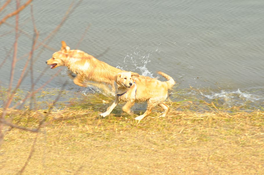 dog, jumping, river, splash, domestic animals, mammal, one animal HD wallpaper