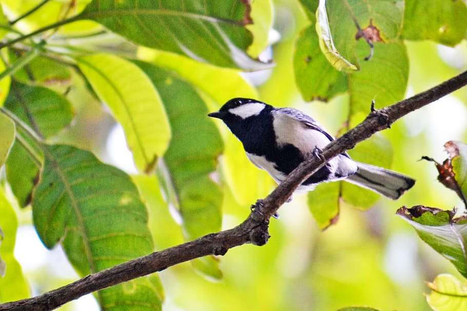 great tit, tiny bird, active bird, energetic bird, fly, birds HD wallpaper