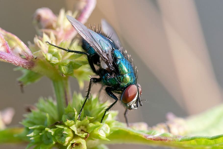 fly, bluebottle, insect, macro, nature, invertebrate, animal themes HD wallpaper