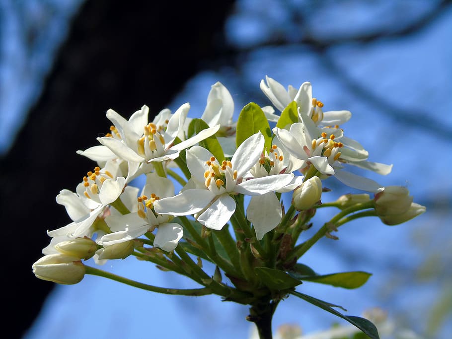 flower, bloom, blossom, spring, floral, nature, plant, garden HD wallpaper
