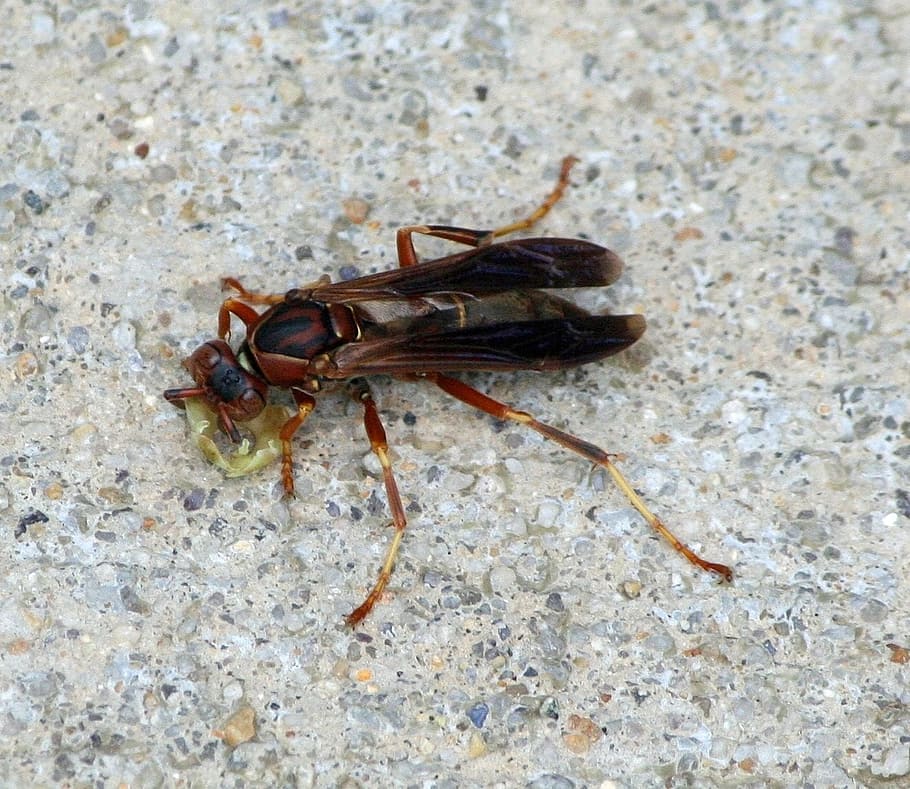 wasp, insect, fly, stinger, winged, fauna, sitting, animal themes HD wallpaper