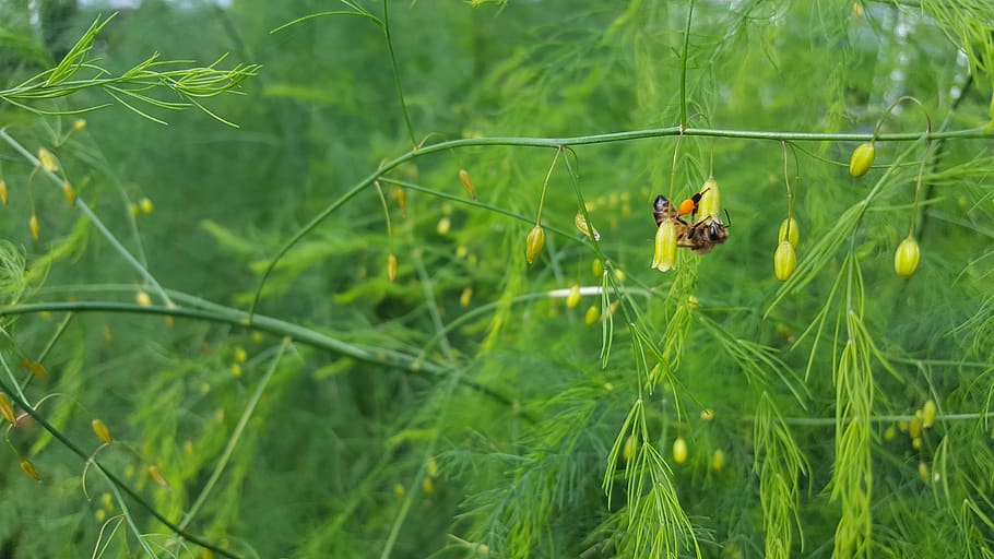 bee, aspergeplant, nectar, pollen, animal wildlife, invertebrate HD wallpaper