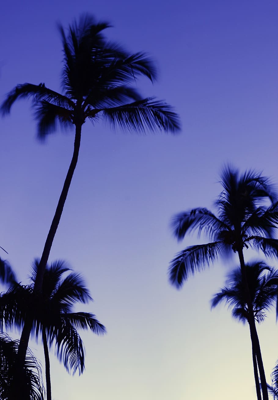 palm trees, evening, tropical climate, sky, plant, low angle view HD wallpaper