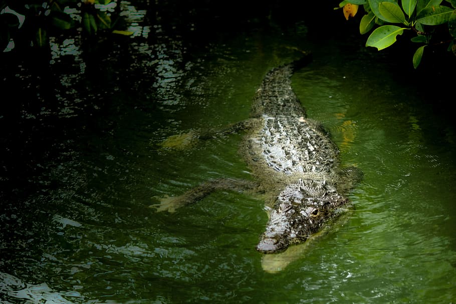 Mexico, Yucatan, Laguna, riolagartos, crocodile, map of the world, HD wallpaper