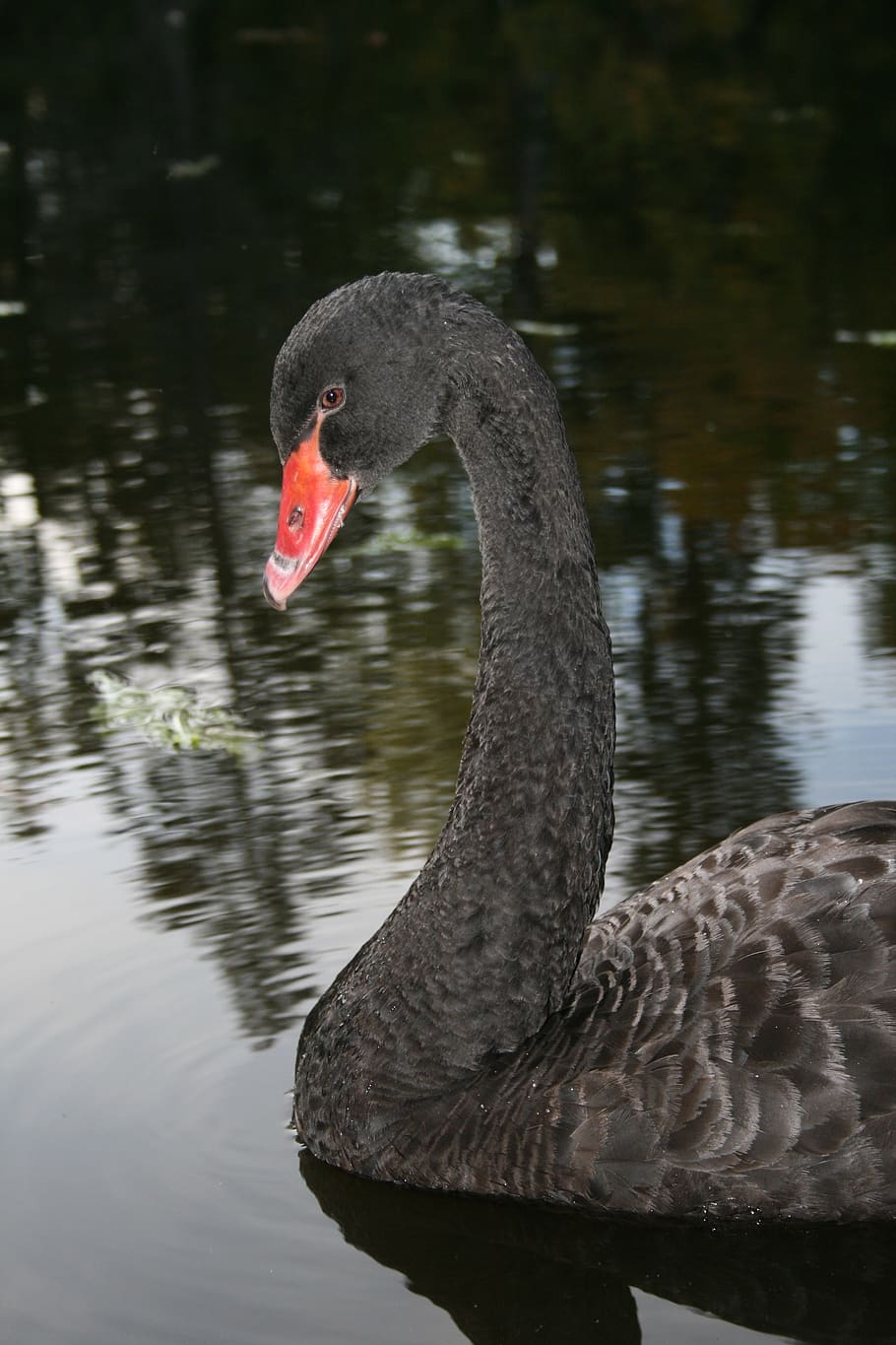 black, swan, nature, animals in the wild, animal wildlife, animal themes HD wallpaper