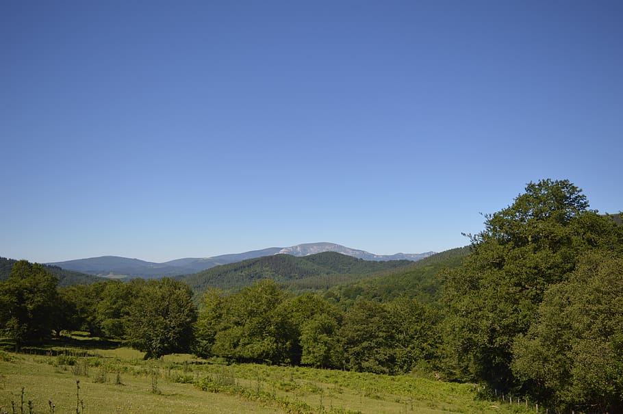 mountain, meadow, spring, summer, tree, landscape, forest, plant HD wallpaper