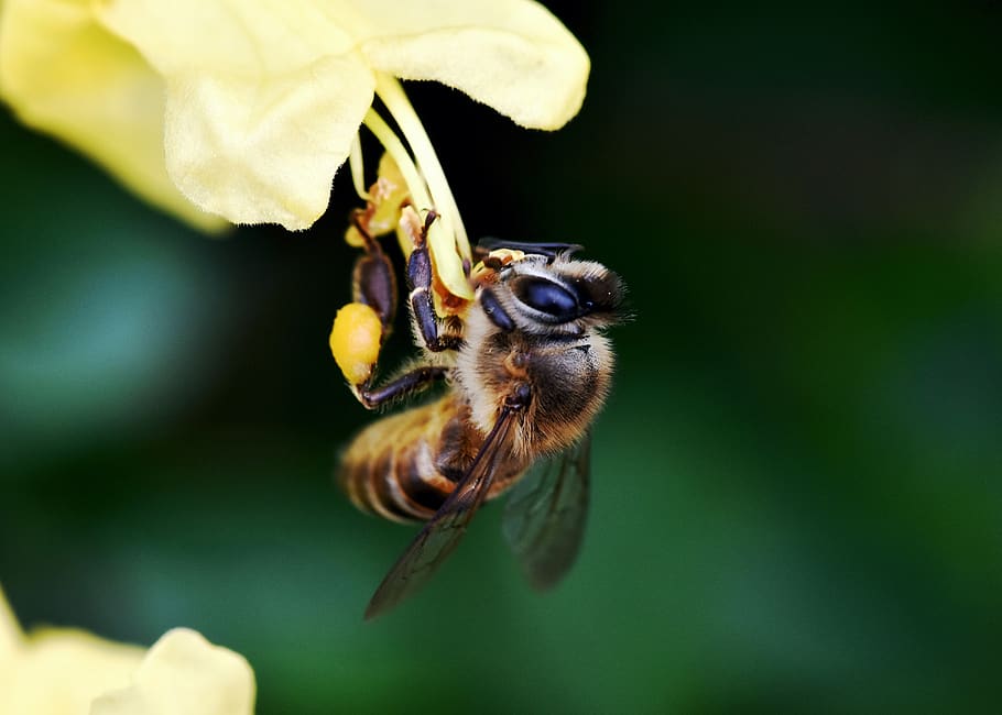 insect, bee, pollen, pollination, garden, animal themes, animal wildlife HD wallpaper