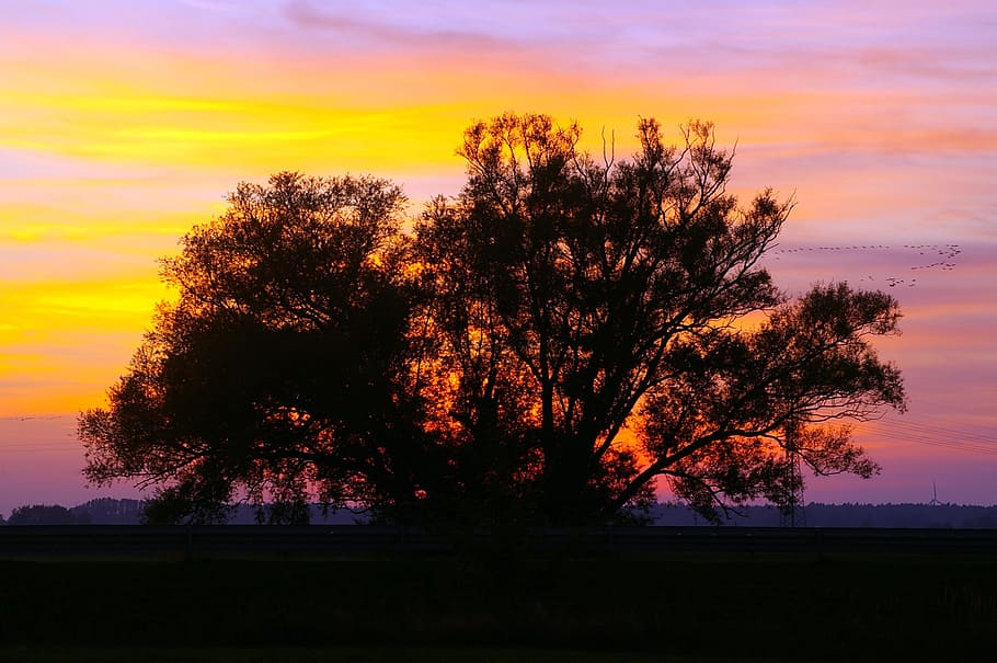 Sunset, Evening, Clouds, Silhouette, sky, landscape, dusk, tree HD wallpaper